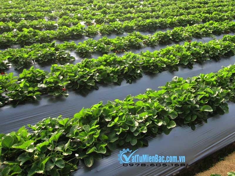 kiểm soát cỏ dại trong mô hình nông nghiệp